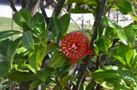 Verdeling Aziatische hoornaarvalllen 