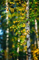 Cadastre des arbres communaux