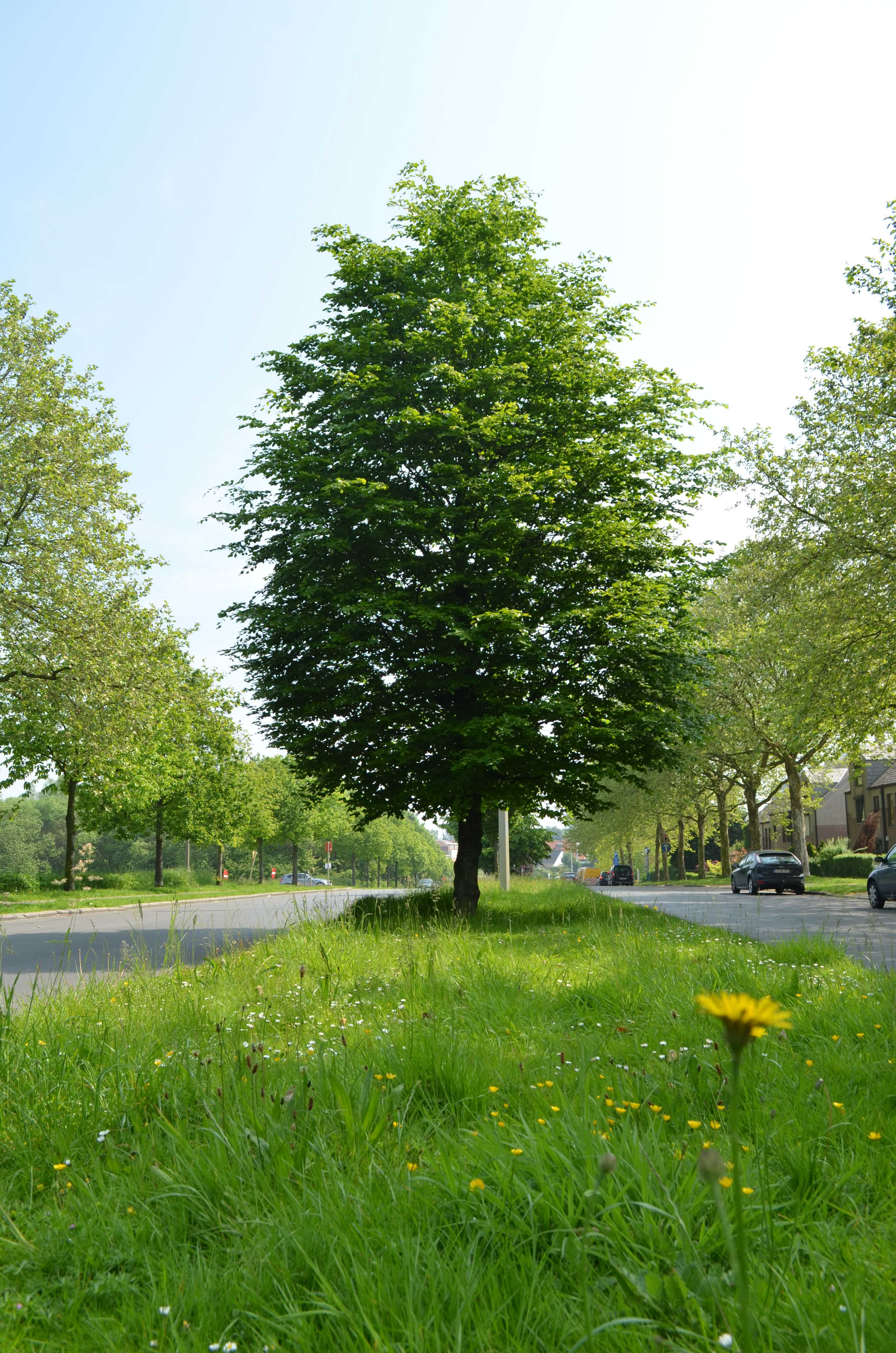 Arbre ballon