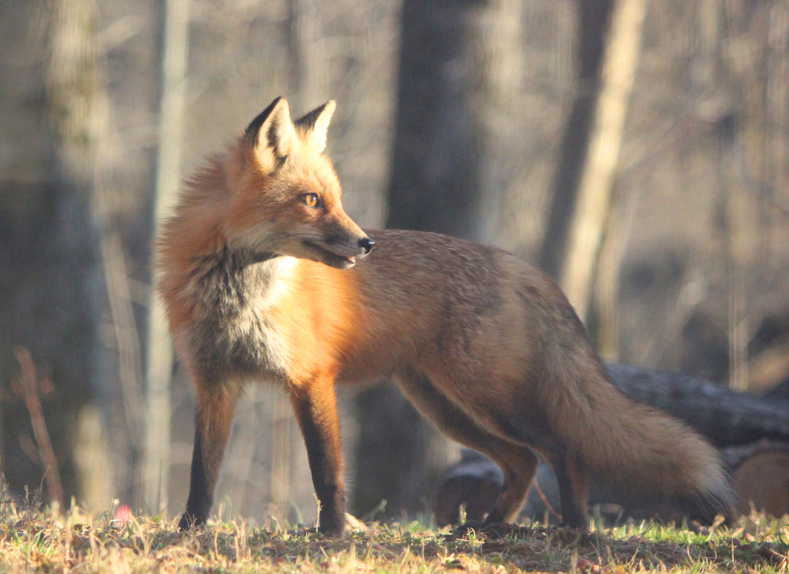 Renard