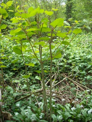 Renouée du Japon