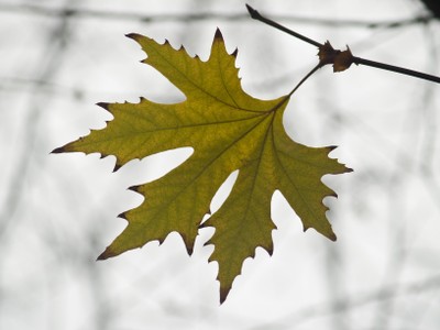 Photo du bois de Dieleghem