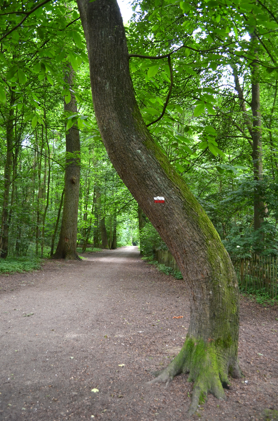 Bois du Laerbeek II