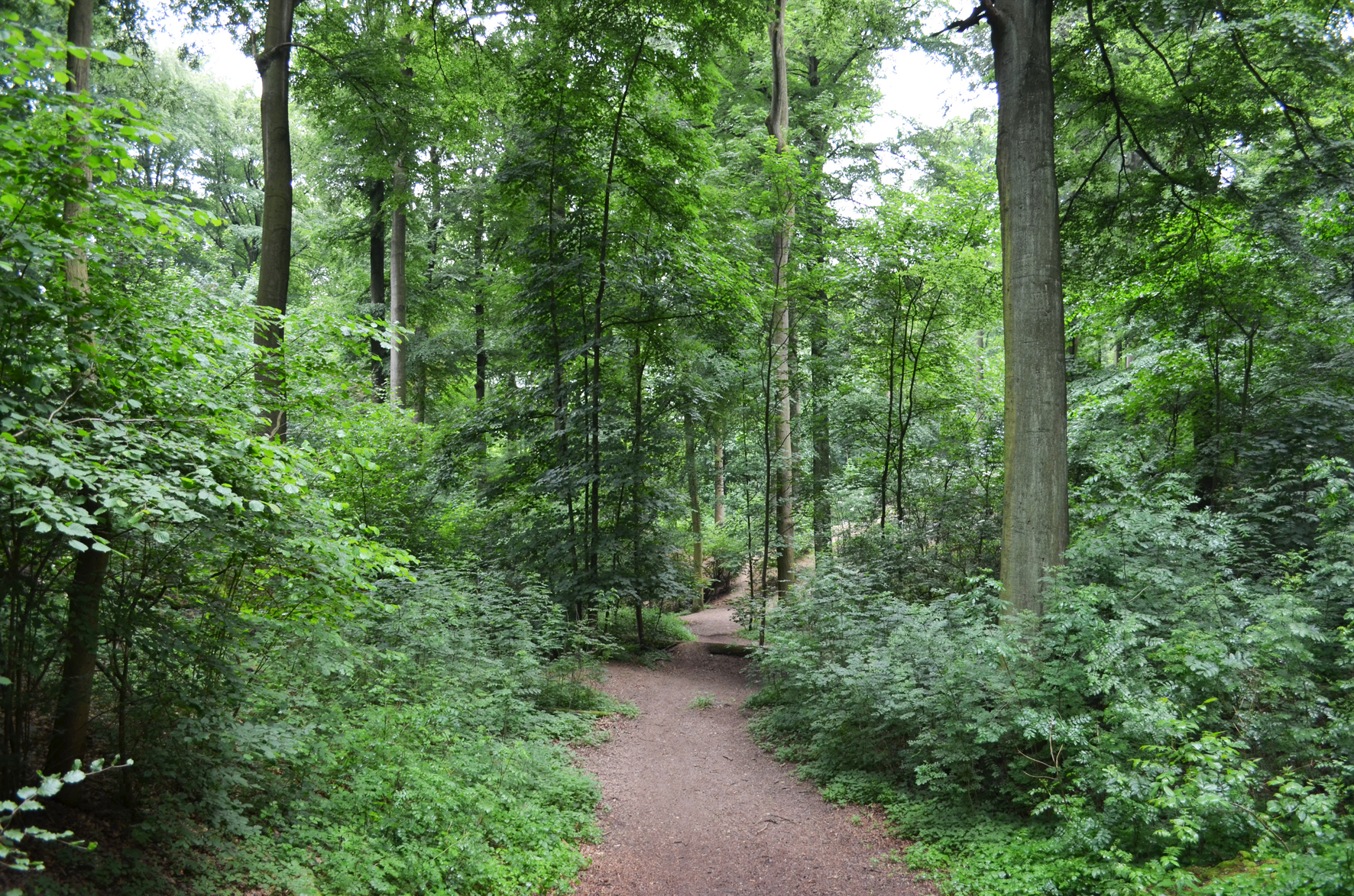 Bois du Laerbeek III