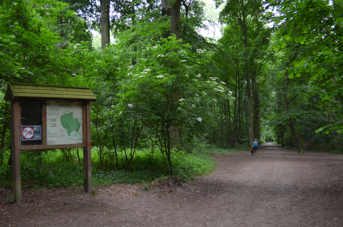 Le bois de Laerbeek