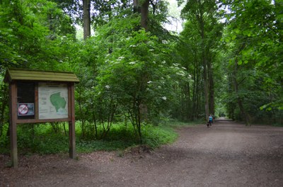 Le bois du Laerbeek