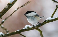 12 > 18 januari: Vogelfestival in Jette 