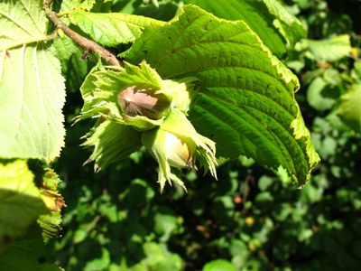 Plant een boom - hazelaar