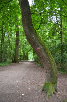 Het Laarbeekbos II